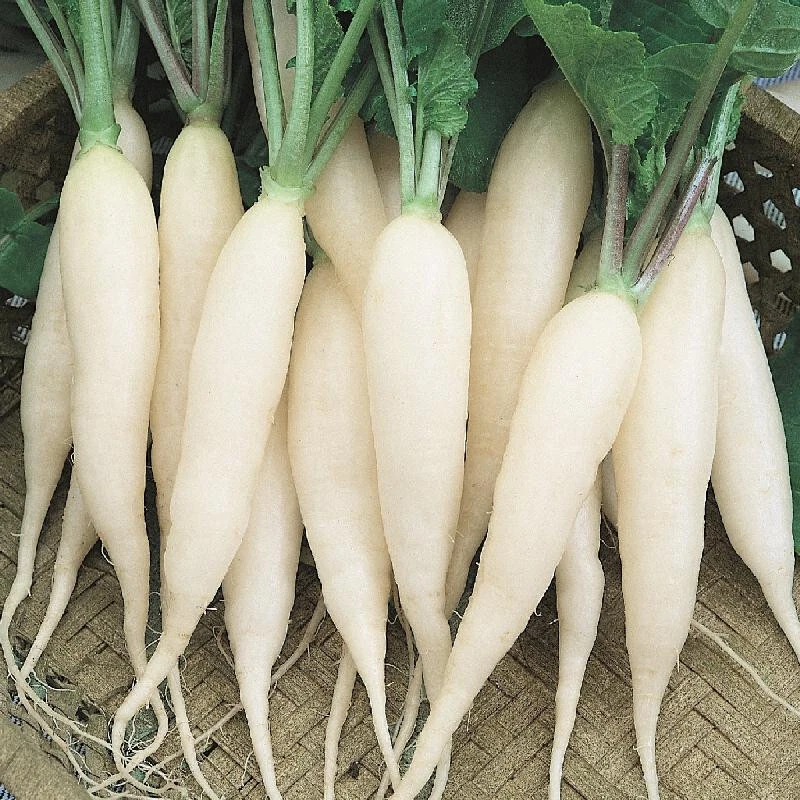 White Icicle Radish Seeds (100) / ORGANIC / FLORIDA GROWN / MILD FLAVOR / - $7.94