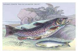 Salmon Feroxvar and Salmon Trout 20 x 30 Poster - £20.50 GBP