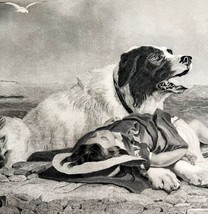 Dog Saves Drowning Boy Engraving 1859 Victorian Animal Seaside Art DWY5F - £79.92 GBP