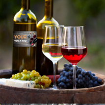 Wine Grape Collection -1 each - Pinot Noir, Riesling, Chardonnay - Grow your own - £44.99 GBP+