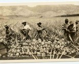 Pineapples at Harvest Time Real Photo Postcard Hawaiian Islands 1950&#39;s - $17.80