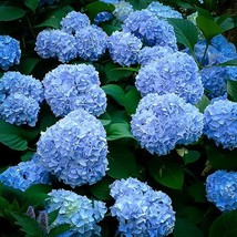 Starter Plant - Hydrangea Macrophylla - Nikko Blue - £48.02 GBP