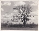 Vintage 8x10 Photograph 1940s Air Force Paratroopers Landing - $23.71