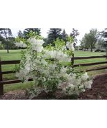 White Fringe tree quart pot  - £15.52 GBP