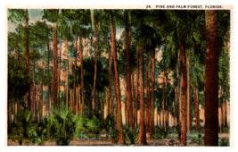 Pine and Palm Forest in Florida White Border Vintage Postcard - $3.92