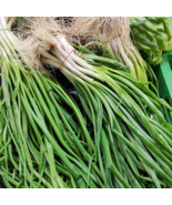 Seasonal Scallion - 5 Seeds - $10.81