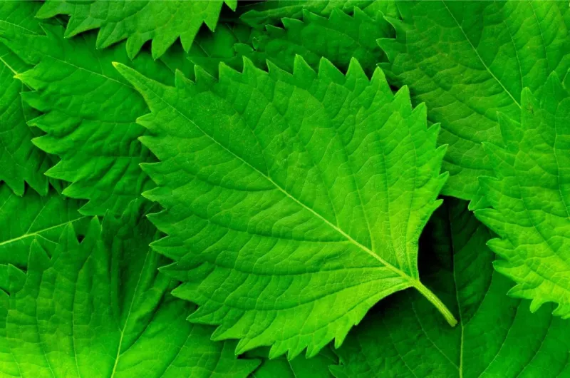 Green Shiso Seeds (200+ Seeds) Tangy Japanese Herb Sushi BarAsian - $13.85