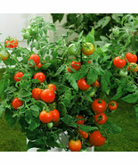 HT Bobcat Tomato Seeds Garden Seeds - €12,18 EUR