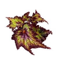 Harmony&#39;s Star Dragon Begonia Rex, 4 inch Purple with Green Spotty, Jagged Leaf - £14.09 GBP