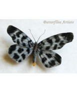 Real Beautiful Dayflying Moth  Longicella Mollis Framed Entomology Shado... - €50,28 EUR