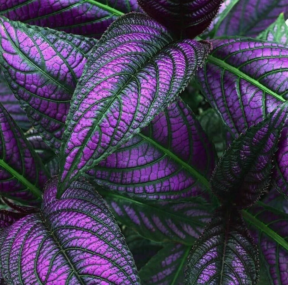 2 Royal Purple Persian Shield Plants Live Seedlings Strobilanthes dyerianus - £53.44 GBP