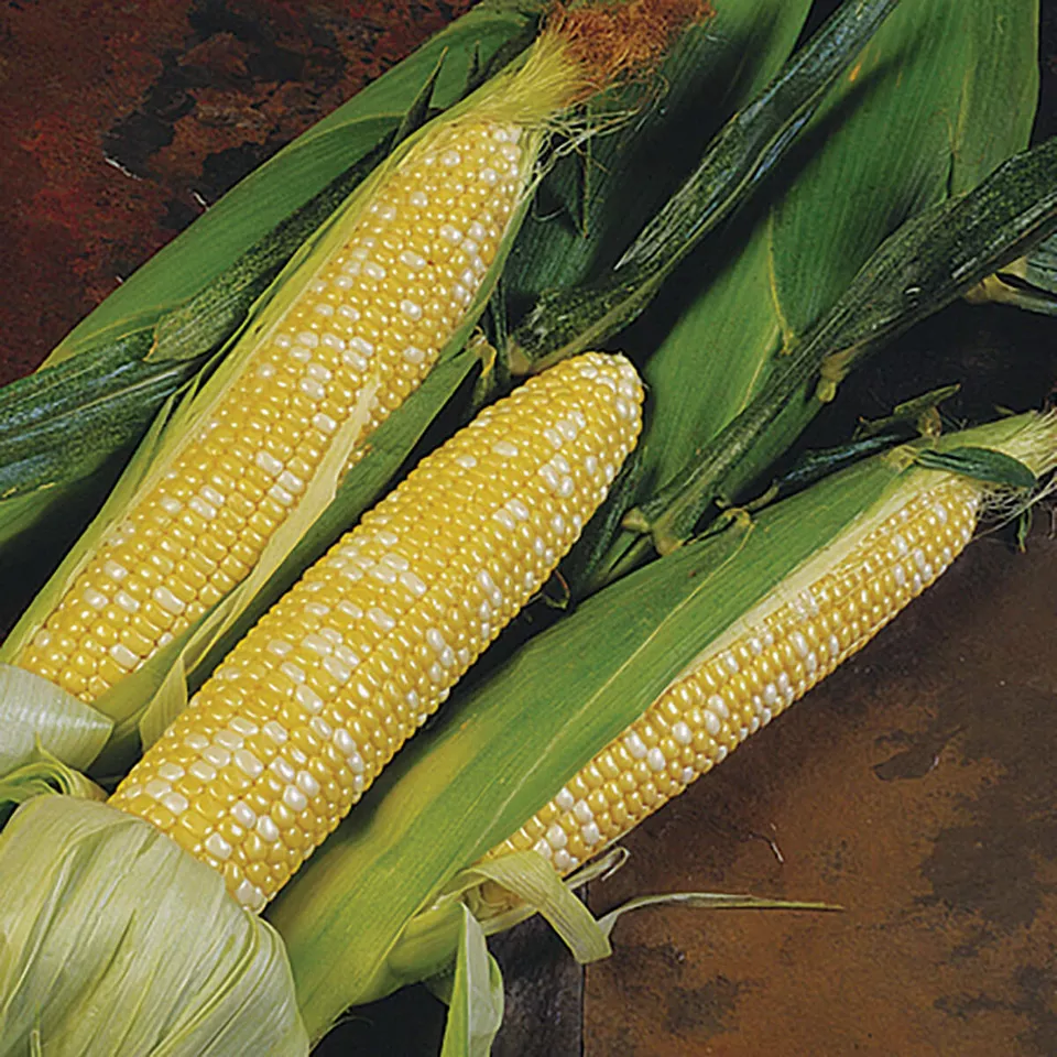 Delectable Hybrid Sweet Corn 50 Seeds - $9.80