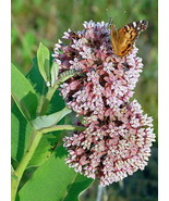 SDC Milkweed Seeds Asclepias Syriaca Monarch Butterflies Easy Grow - $15.20