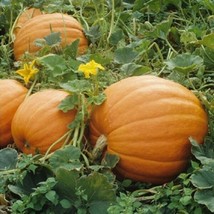 Mammoth Gold Giant Pumpkin Seeds 10 Ct NON-GMO 40-60 Lbs Us Seller Free Shipping - £13.32 GBP