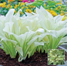 100  pcs/bag hosta plants, hosta seeds, bonsai flower seeds DIY for home garden  - £5.33 GBP