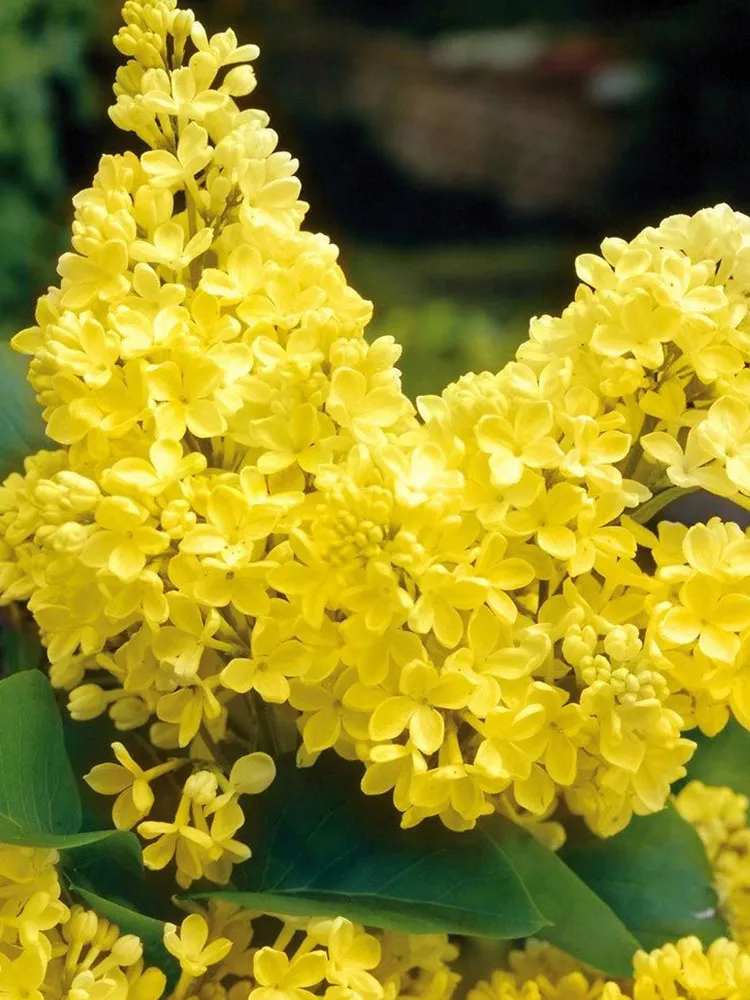 Syringa Vulgaris 100 Seeds Yellow Lilac Multi-stemmed Small Tree - $11.99