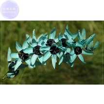 Ixia Viridiflora 1 Seeds Dazzling Turquoise Ixia The Rarest And Most Beautiful C - £4.80 GBP