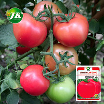 Pink Perfection 5 Bags 200 Seeds Fluffy Pink 802 Tomatoes Your S Pride F... - £12.00 GBP