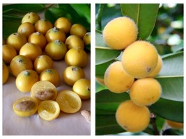 3ft Yellow Jaboticaba Tree air layered tree - £188.20 GBP