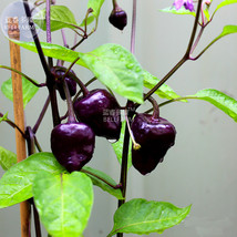 BELLFARM &#39;Purple UFO&#39; Purple Hot Chilli Seeds  30 seeds  professional pack  caps - £4.37 GBP