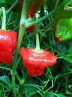 10 Premium Jamaican Red Scotch Bonnet seeds  Spicy Hot  - £11.66 GBP