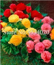 USA SELLER 100Pcs/Bag Exotic Rieger Begonias Begonia Beautiful Bonsai Multi Flap - £13.24 GBP