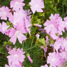 Rosea Hollyhock 25 seeds - £7.63 GBP