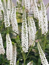 50 Pure White Veronica Speedwel Seeds Great Cut Flower Perennial Flower - £14.58 GBP