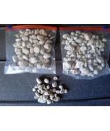 Lot of tiny Pumice , floating stone , Lava , 150 gr - $395.15 MXN