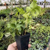 Live Plants PELARGONIUM ‘TRUE ROSE’! MY FAVORITE SCENTED GERANIUM! - £25.22 GBP