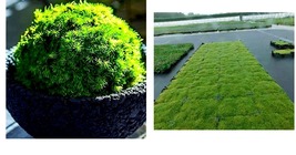 300 Pcs/Bag Moss Bonsai Moss Ball Sagina Subulata Bonsai Seeds Grass Garden - £20.53 GBP