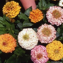 SEPTH Zinnia- Peppermint Stick Mix- 100 Seeds- BOGO 50% off SALE - $6.06