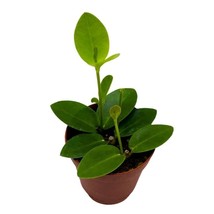 Hoya cumingiana in a 2 inch Pot Small Leaf Wax Plant - £14.55 GBP