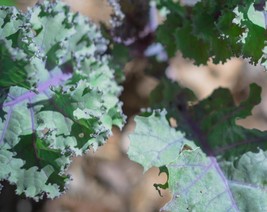 Red Kale Seeds Organic Kale Seeds Red Kale Right Home Garden - £5.46 GBP