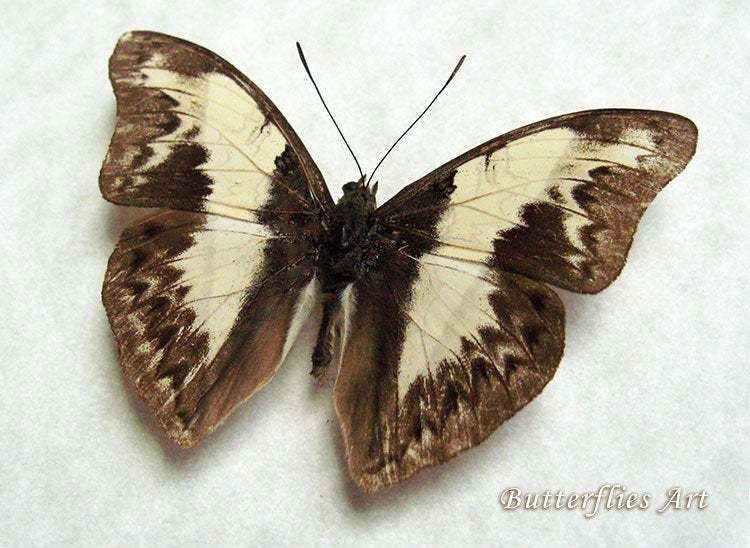 Glider Cymothoe Indamora Real Butterfly Framed Entomology Collectible Sh... - $42.99