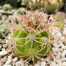 cactus Gymnocalycium saglionis Cacti Succulent real live plant - £29.41 GBP