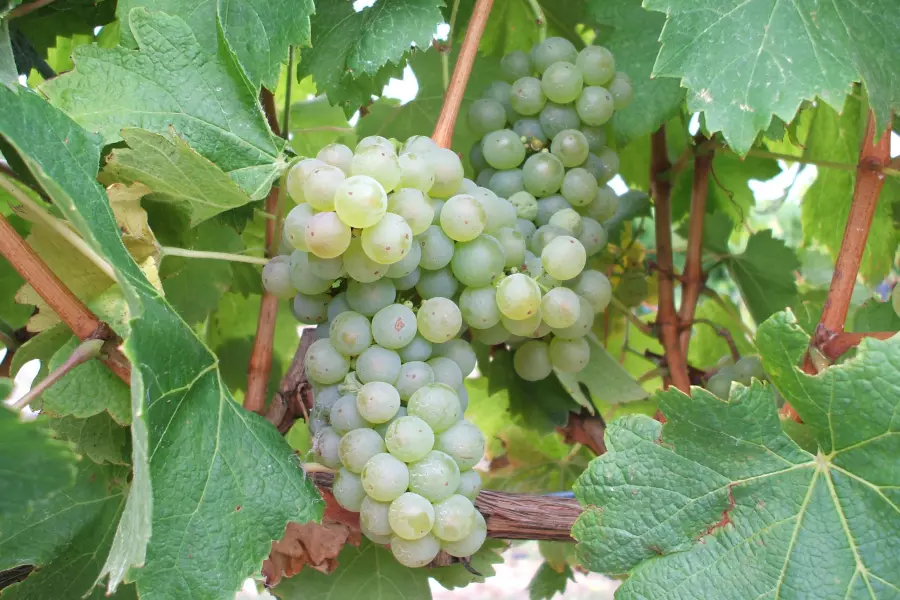 1 LIVE PLANT Vidal Blanc Grape Fruit For Garden - $31.00