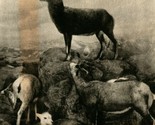 Chicago IL Field Museum Stone&#39;s Mountain Sheep Canada Vtg Postcard UNP - $3.33