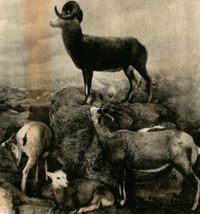 Chicago IL Field Museum Stone&#39;s Mountain Sheep Canada Vtg Postcard UNP - £2.63 GBP