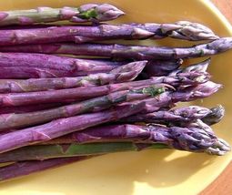 10 Roots Asparagus Gorgeous And Tasties Purple Passions In The Gardens Heirlooms - £60.57 GBP
