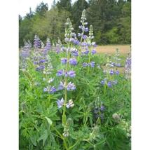 25+ Riverbank Lupine Seeds – Vibrant Perennial Flowers for Garden - $16.50