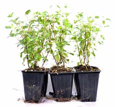 Live Sage 'Hot Lips' Salvia - 4" Pot House Plants #NR - $36.99
