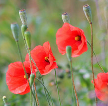 Semilir 245 Seeds Red Poppy Long Headed Blindeyes FlowerA Fast Grow From US - $9.69