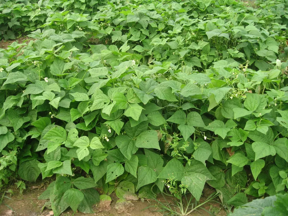 WTR 40 Provider Bush Beans Seeds Native Heirloom Vegetable Garden Planti... - $9.63