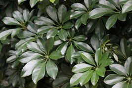 50 Seeds Dwarf Umbrella Tree Schefflera arboricola  - £15.24 GBP
