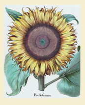 11x14&quot; CANVAS Decor.Room design art print.Sunflower illustration.Flower.6075 - £23.74 GBP