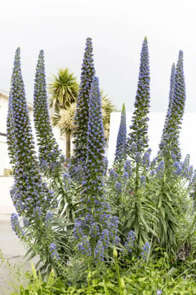 50 Viper&#39;S Bugloss Blue (Echium Vulgare) Seeds Deer Resistant Tropical Fresh Gar - $16.90