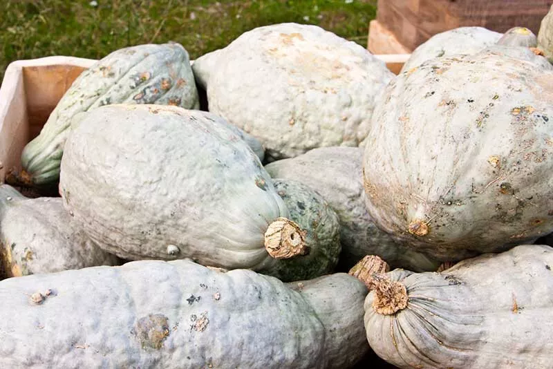 Hubbard Squash Seeds for Garden Planting 25 Seeds Fast Shipping US - $10.99