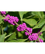 American Beautyberry Seeds - 30+ Vibrant Shrub Seeds with Colorful Fall ... - $11.99