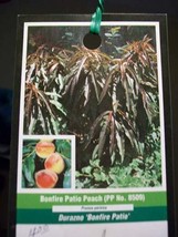 3&#39;-4&#39; Bonfire Patio Peach Fruit Tree Live Healthy Plant Trees Garden Plants Home - £113.00 GBP